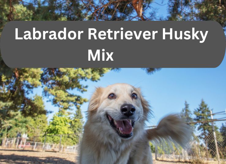 Everything You Need to Know About Labrador Retriever Husky Mix in 2024