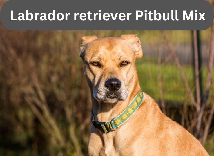 Labrador retriever Pitbull Mix: Top 9 Characteristics to Know  