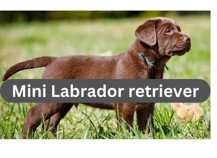All You Need to Know about Mini Labrador retriever in 2024