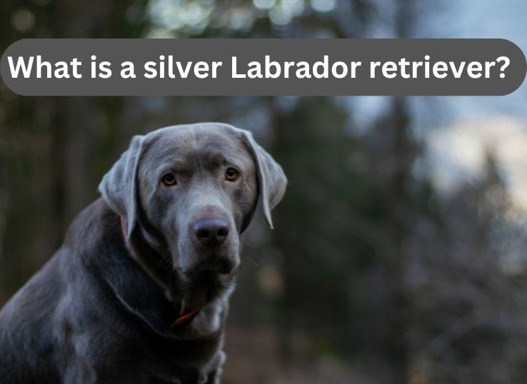 What-is-a-silver-Labrador-retriever