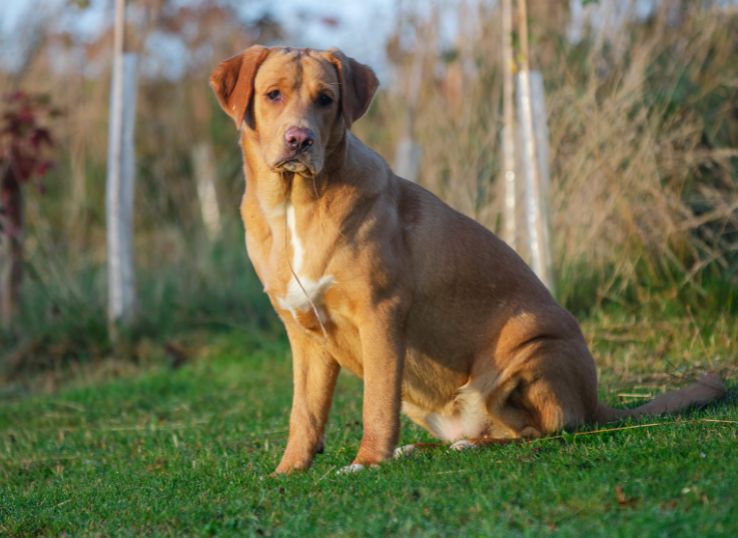 boxer-lab-mix