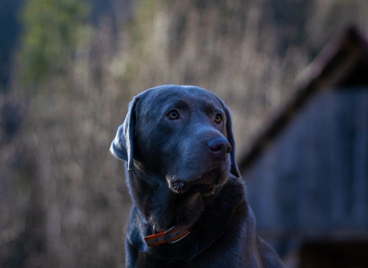 health-issues-in-silver-labrador