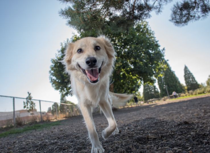 husky-lab-mix