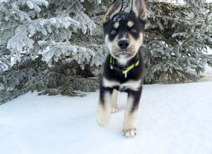 lab-husky-puppy