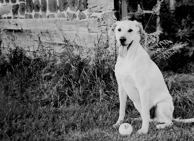 Albrecht Farms Labrador Retrievers