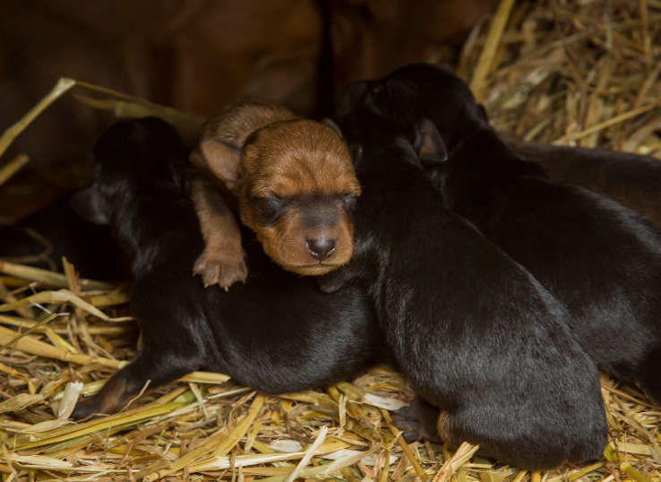 Ark Angel Labradors NJ