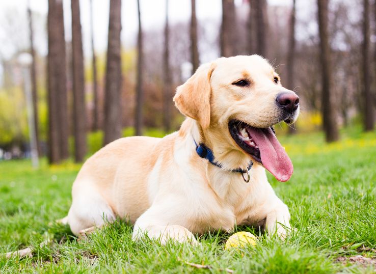 Battle Creek Labradors