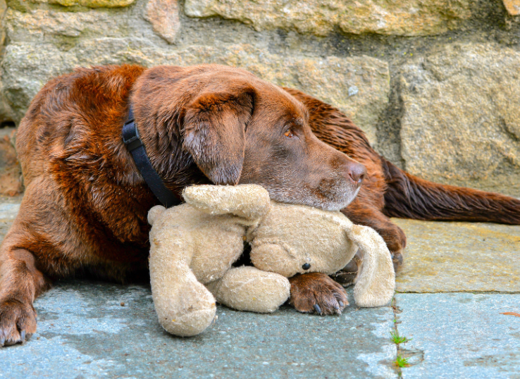 Bear-Creek-Labradors