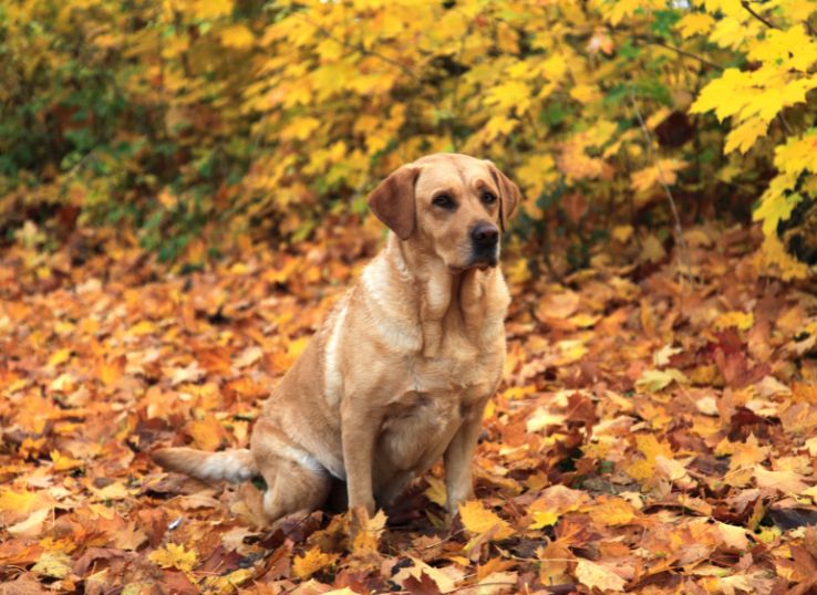 Boynton Best Labradors