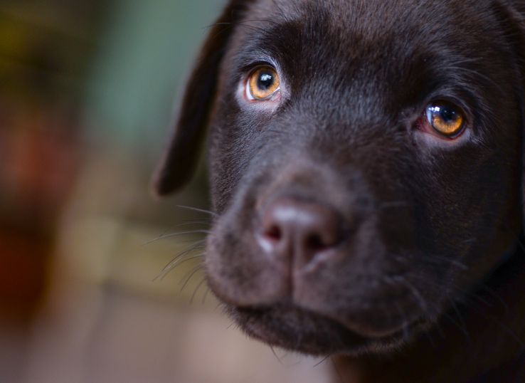 Buck Branch Labradors