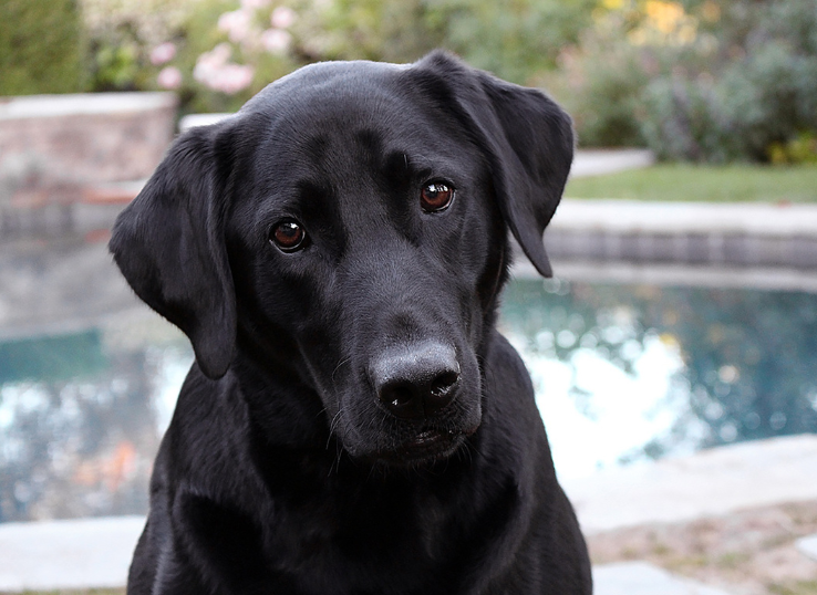 Calyho Labradors