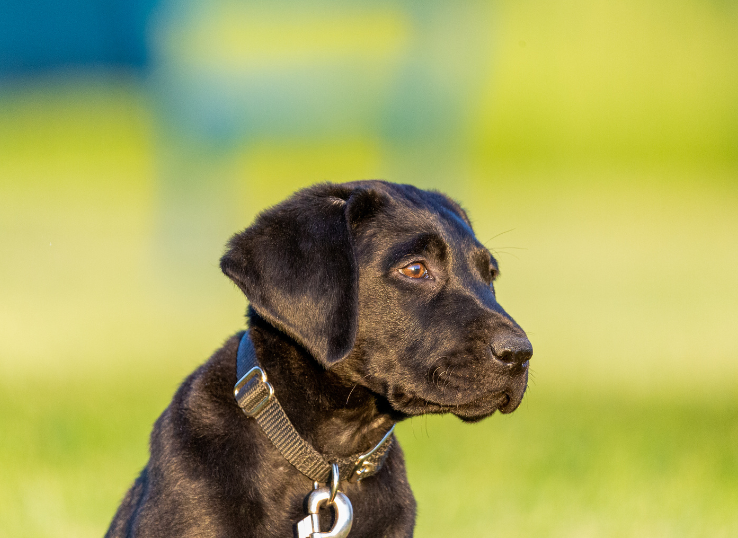 Colorado Aspen Labradors