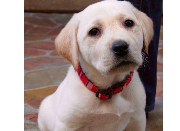 Deep Hollow Labrador Retrievers