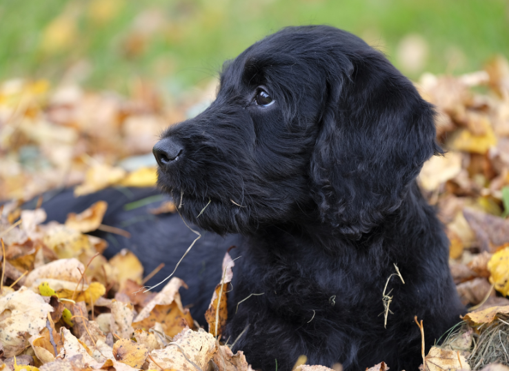 Dutch-Acres-Labradors