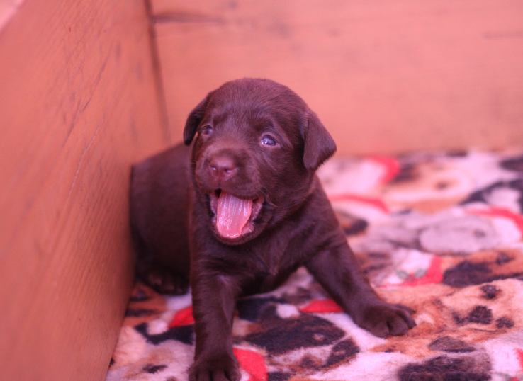 chocolate-lab-puppies