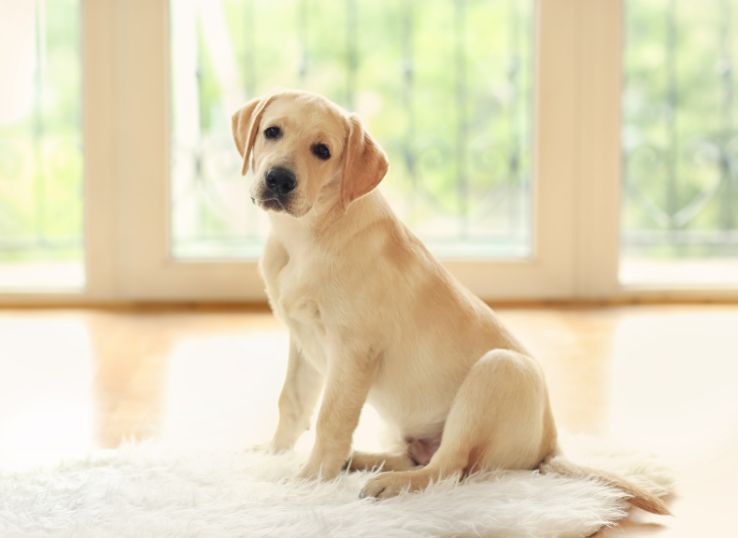 Golden Moon Labradors