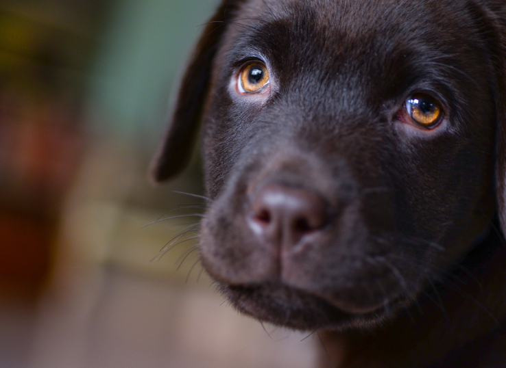 Hampton Labradors