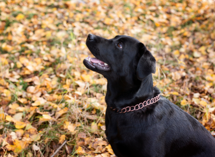 Hatszel Kennels