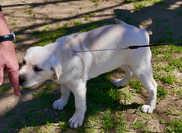 Hemlock Hill Labradors