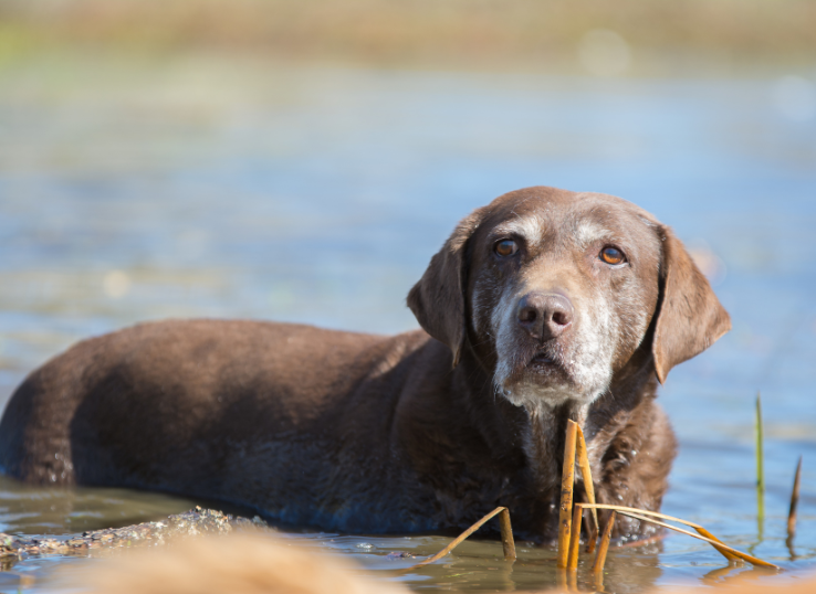 Hidden Pond Labradors