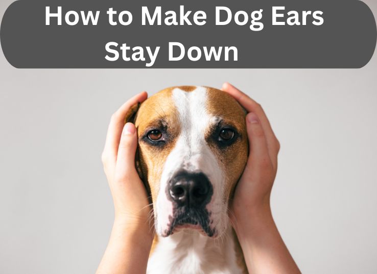 How-to-Make-Dog-Ears-Stay-Down