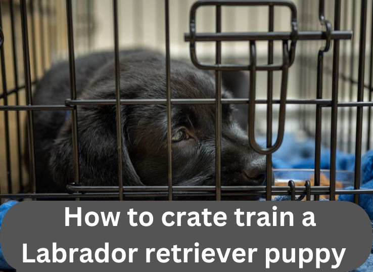 How-to-crate-train-a-Labrador-retriever-puppy