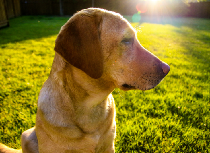 Jungle-Lake-Labradors