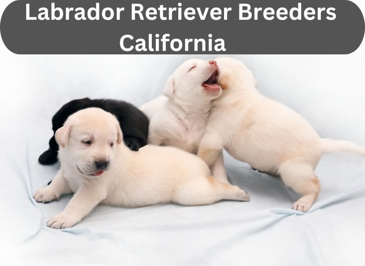 11 All Time Best Labrador Retriever Breeders California: Which One is Right for You