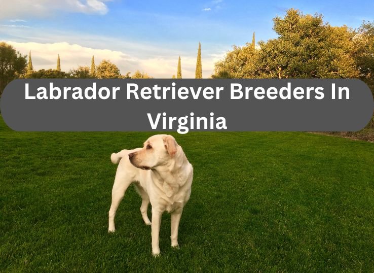 Labrador-Retriever-Breeders-In-Virginia