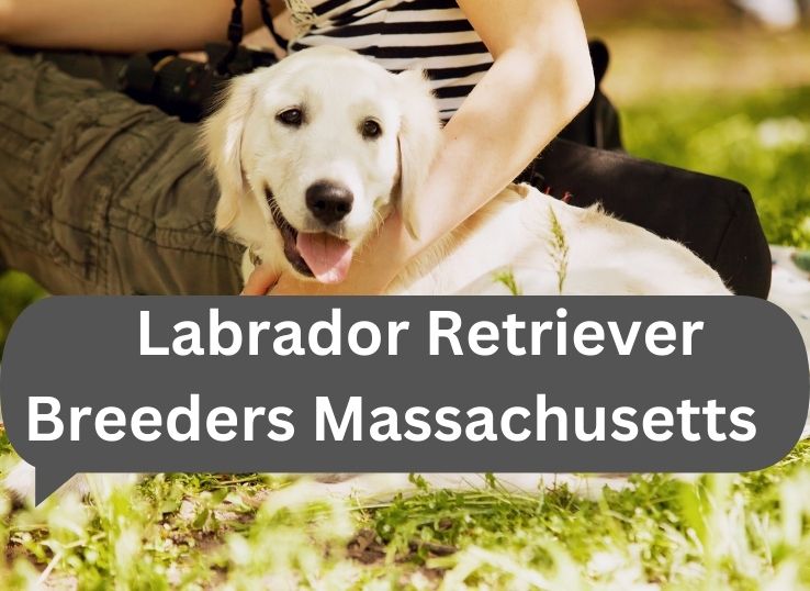 Labrador-Retriever-Breeders-Massachusetts