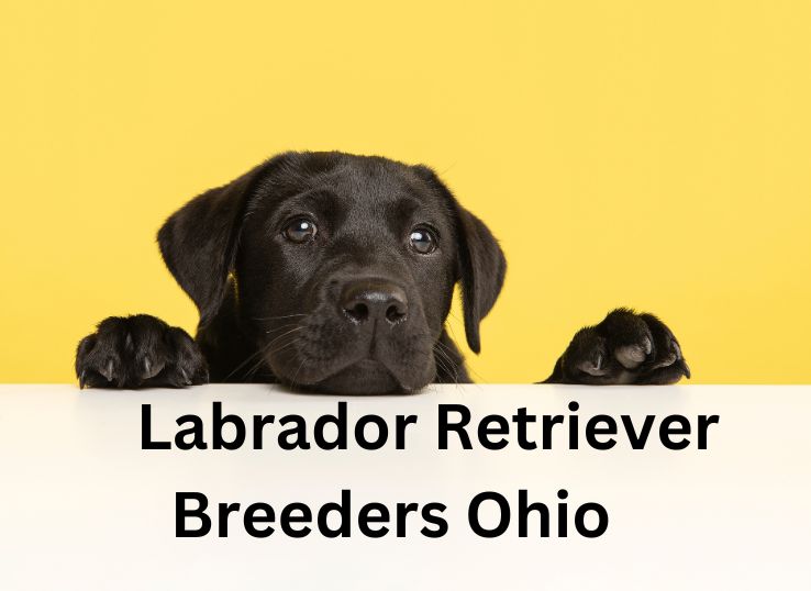 15 Best All Time Labrador Retriever Breeders Ohio in 2024