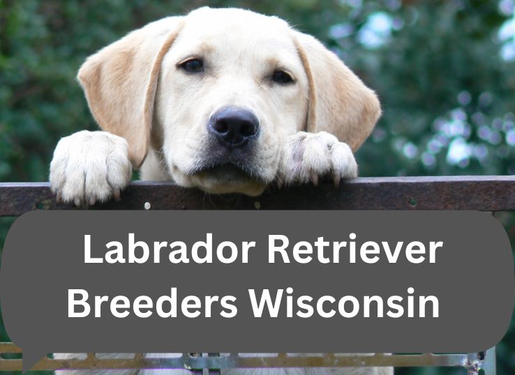 Top 11 Labrador Retriever Breeders Wisconsin: (Comprehensive Guide)