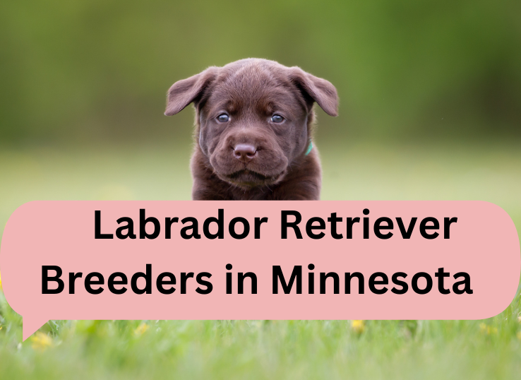 9 Best Reputable Labrador Retriever Breeders in Minnesota