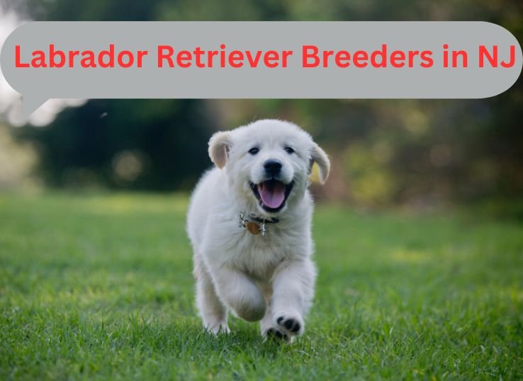 Top 13 All Time Reputable Labrador Retriever Breeders in NJ (New Jersey)
