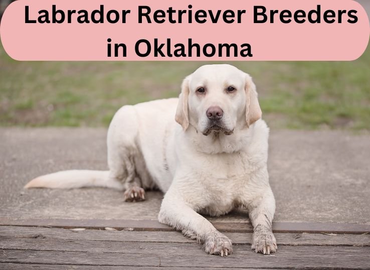 16 Most Reputable Labrador Retriever Breeders in Oklahoma