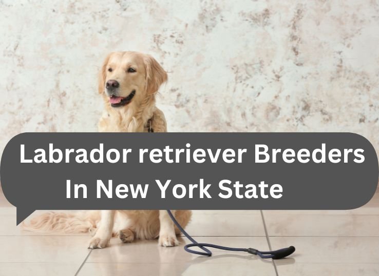 Labrador-retriever-Breeders-In-New-York-State