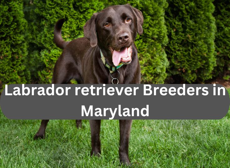 9 Best Reputable Labrador retriever Breeders in Maryland