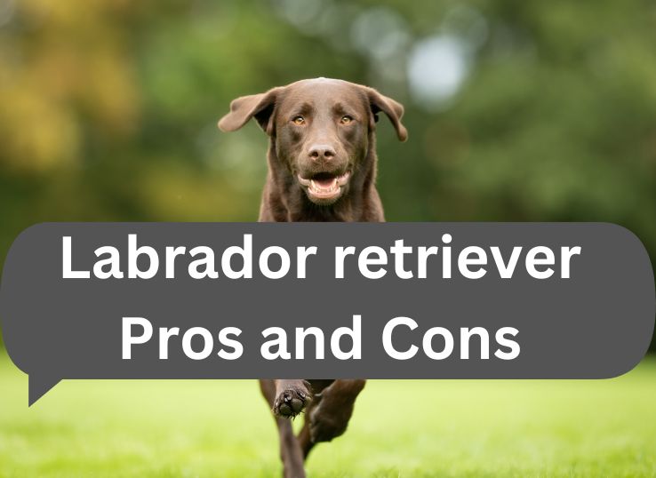 Unveiling 15 Labrador retriever Pros and Cons: (Comprehensive Guide)