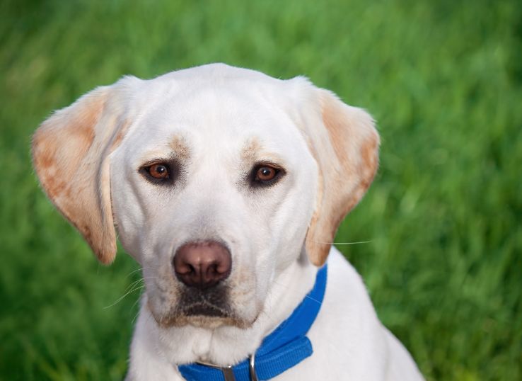 Lost River Ridge Labradors