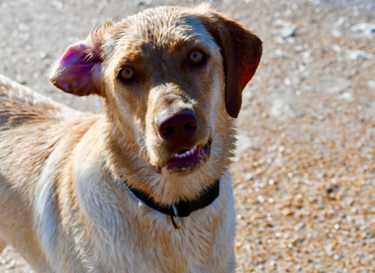 Marsh Mutt Manor Labs