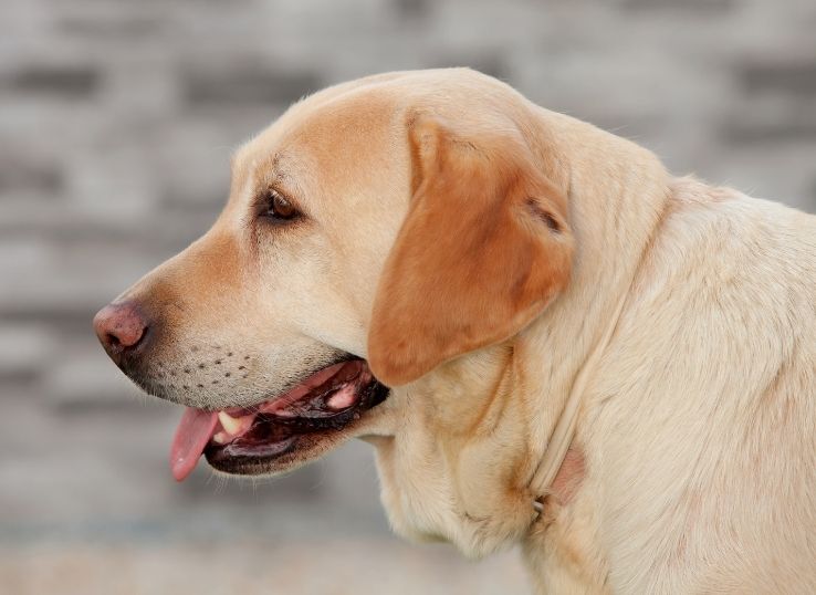 Mountain Side Labradors