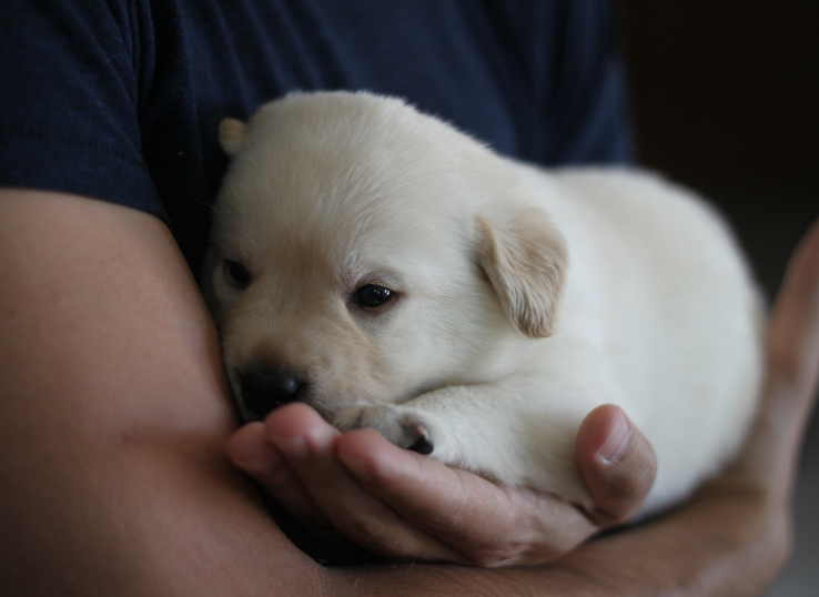 Northern Lights Labradors