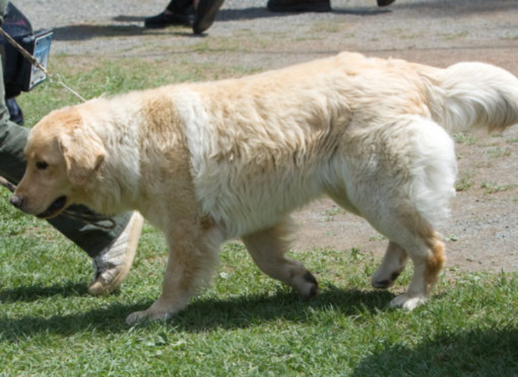 Paddington Labradors