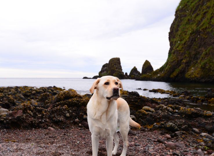 Prospect Hill Labrador Retrievers