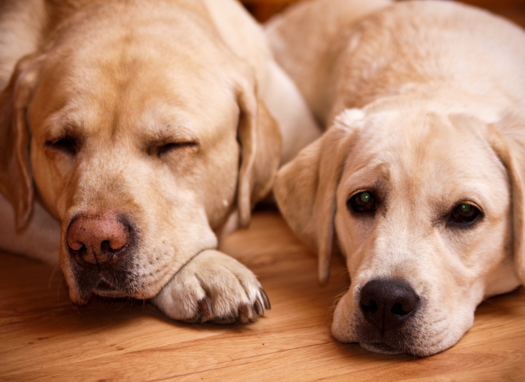 Shadyside Labradors Bachman Mill Labradors