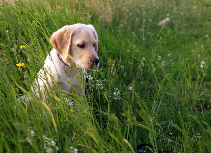 Shore Gold Retrievers