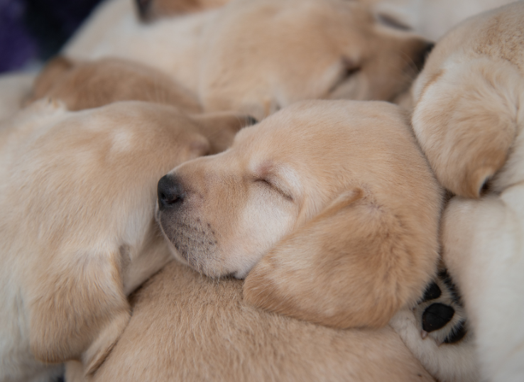 Thunder-Labradors