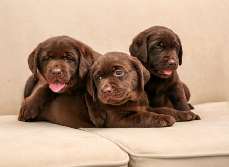 chocolate-lab-puppies