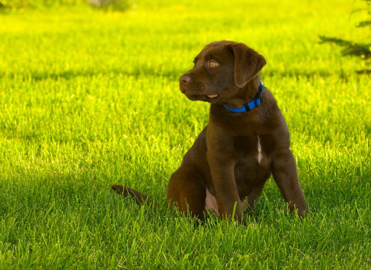 chocolate-labradors