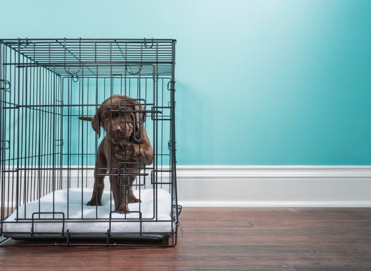 lab-puppy-in-crate